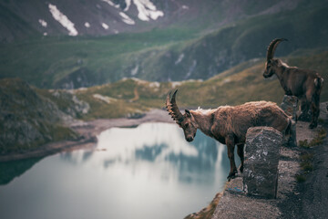 ibex portrait at a mountain lake