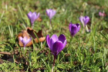 Purple crocuses in Spring against a grassy green background (Oxford, England)
