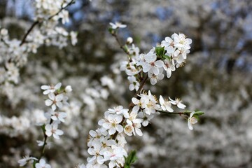 Close-up of Yoshino cherry tree blossoming in Spring (Aston's Eyot, Oxford)