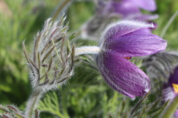 Cutleaf Anemone or Eastern Pasque Flower. A fuzzy purple spring flower seen here in the sun. One of the first flowers to bloom in early spring. Also known as Pulsatilla patens.