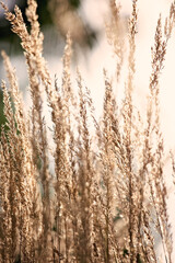 Fototapeta premium Pampas grass