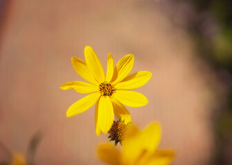 Coreopsis yellow flower in a summer sunshine.