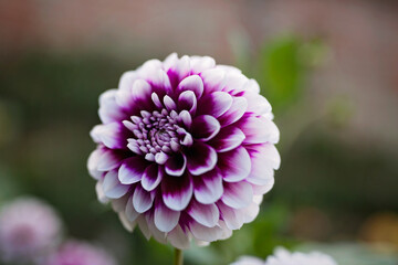 Colourful Dahlias in spring and summer sunshine. 