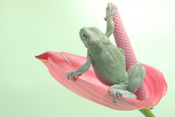 A dumpy tree frog is resting on a pink anthurium flower. This green amphibian has the scientific...