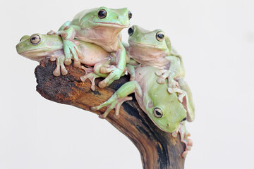 Four dumpy frogs (Litoria caerulea) resting on dry logs. 