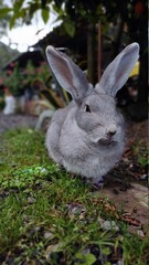 rabbit in the grass