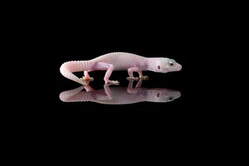 Tuinposter The cute leopard gecko isolated on black background © Dmitry