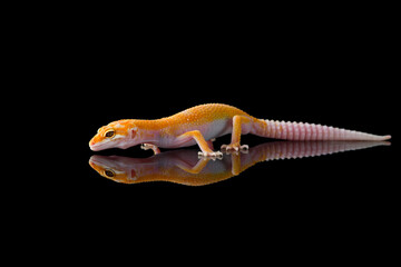 The cute leopard gecko isolated on black background