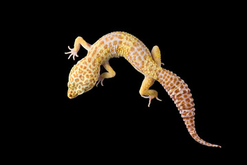 The cute leopard gecko isolated on black background