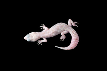 The cute leopard gecko isolated on black background
