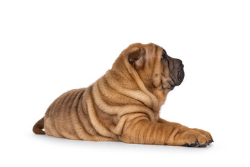 Adorable Shar-pei dog pup, laying down side ways. Looking away from camera showing profile. Isolated on a white background.