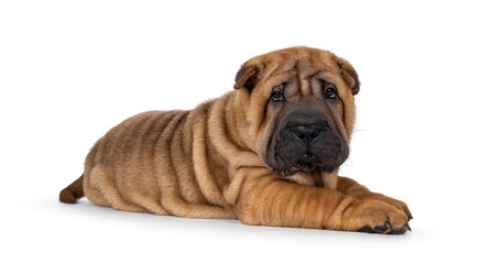 Adorable Shar-pei dog pup, laying down side ways. Looking towards camera with cute droopy eyes. Isolated on a white background.