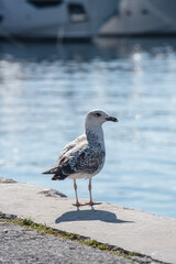 seagull on the pier