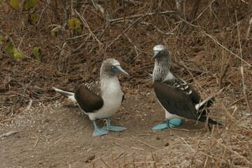 Male and female Blue footed boobys