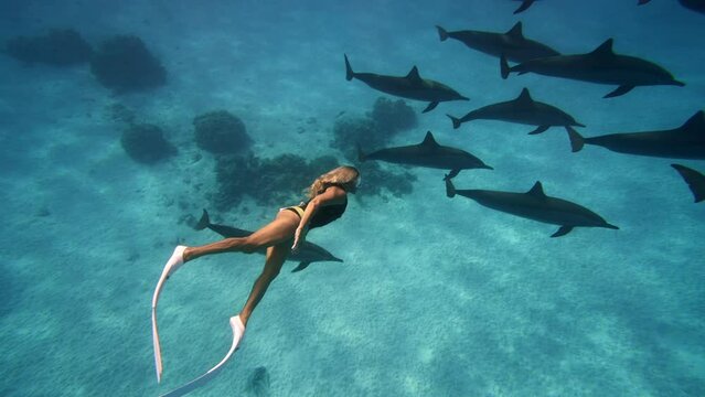 Beautiful young woman swimming underwater with dolphins in pristine blue ocean water, amazing snorkeling adventure. Armature freediver girl diving in red sea with bottlenose dolphins. Travel concept