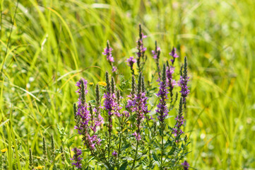 Closeup of purple loosestrife in bloom with vivid green blurred grass on background