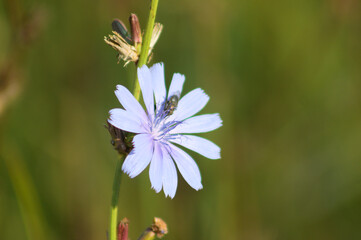 Obraz premium Closeup of bug on blue common chicory flower with green blurred plants on background