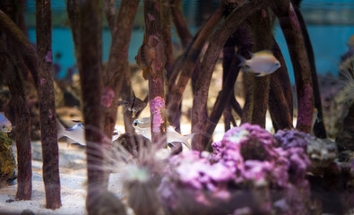 shallow coral reef with soft pink corals