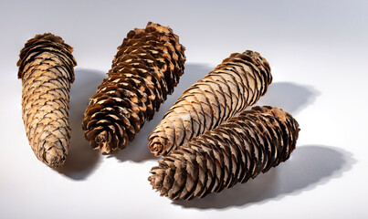 four fir cones on white 