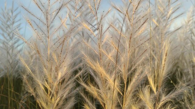 Close up of Saccharum Spontaneum soft sunlight spring season at Indian subcontinent.