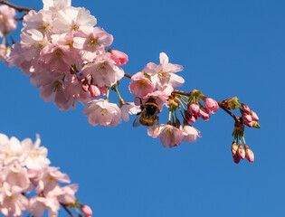 Bumblebee on the the cherry blossom tree