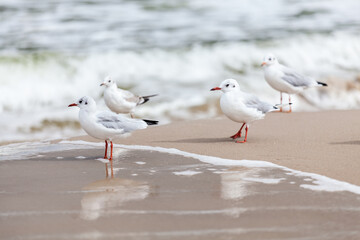 Seagull in the natural environment on the Baltic Sea.