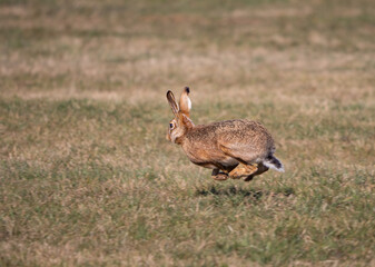Rennender Hase (Leporidae) mit allen Füßen in der Luft