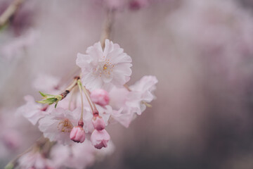 桜の花びら