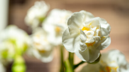 The flower of a double daffodil is white with a yellow core, close-up against a blurry background of other daffodils. Greeting card concept. Copy space for text