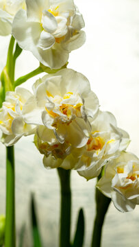The flower of a double daffodil is white with a yellow core against a blurry background of other daffodils. First spring flowers. Vertical image