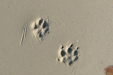 dog footprints in sand