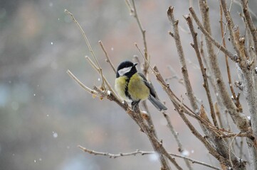 a small bird on the branches in winter and snow falls