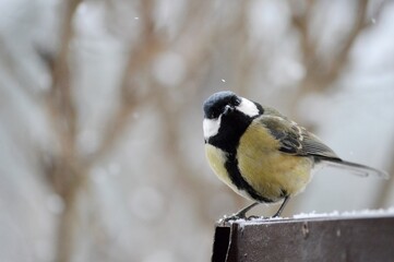 a small yellow bird on the terrace