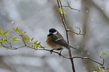 a small bird on the branches in winter and snow falls