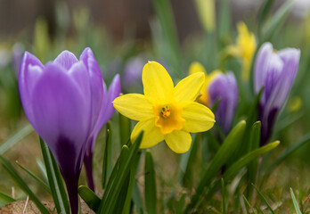 Early spring flowers in close-up