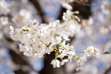 桜