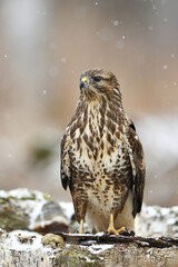 Common Buzzard in the forest with light snowfall