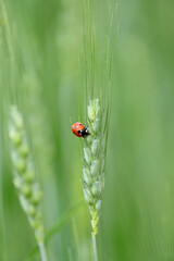 closeup the red black small bug insect hold and sitting on the wheat stitch plant in the farm soft focus natural green background.