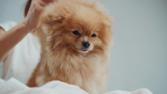 Pomeranian in the pet hair salon