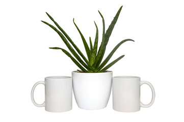 Aloe vera in a pot on a white table. White mug. Place for text, copy space, layout.
