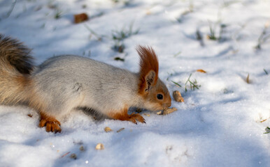 A beautiful fluffy squirrel eats nuts lying on the snow