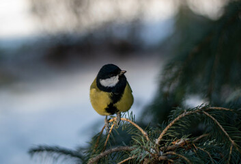 Obraz na płótnie Canvas A beautiful bird tit with a yellow breast sits on a branch of a fir tree, turning its head to one side