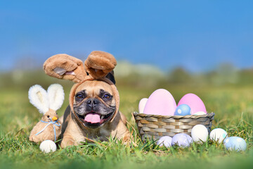 Cute happy Easter French Bulldog dog with rabbit costume ears next to easter eggs and decoration...