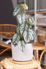 Potted 'Philodendron Brandtianum' houseplant with silver pattern on leaves on table in living room © Firn