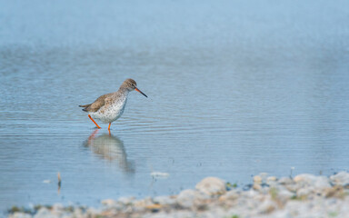 bird, wild lebende tiere, natur, wasser, gull, schnepfenvögel,