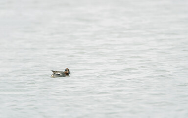 wasser, ente, bird, wild lebende tiere, tier, baden, 