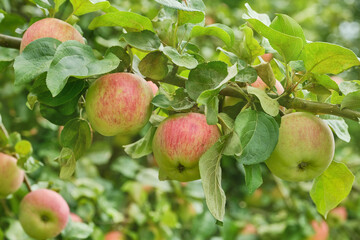 Harvest of ripe apples on the tree. Apple trees with red apples. Autumn day. Rural garden. Selective focus.