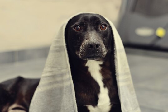 Retrato de perro con toalla en la cabeza