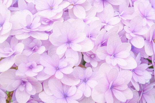 薄紫色のかわいいアジサイ「てまりてまり」の背景