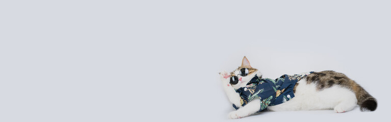 web banner songkran and summer season concept with scottish cat wearing summer cloth and sunglasses on white background